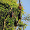 Large Flying Fox