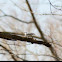 White-Breasted Nuthatch