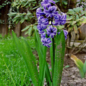 Hyacinth