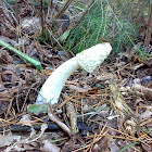 Common stinkhorn