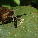 Leaf Katydid