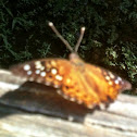 Hackberry Emperor Butterfly