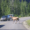 Elk