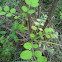 Black Locust