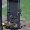 Pine siskin, House Finch and evening Grosbeak