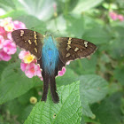 Cobalt Longtail