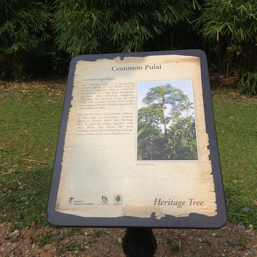 Heritage Tree - Common Pulai