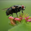 Common green bottle fly