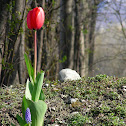 Tulip