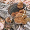 Cracked-cap polypore mushroom