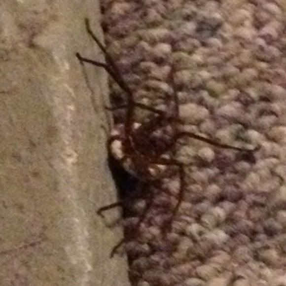 Spotting Image 1