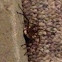 Wolf Spider