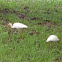 White Ibis