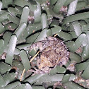 Fowler's Toad
