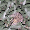 Fowler's Toad
