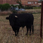 Toro de lidia