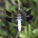 Common Whitetail