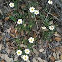 Blackfoot daisy