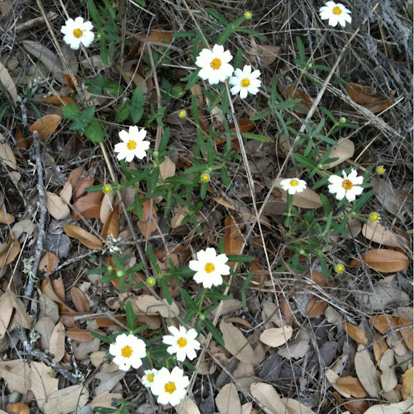 Spotting Image 1