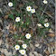 Blackfoot daisy