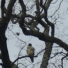 Red-tailed hawk
