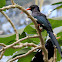 Green Wood Hoopoe