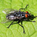 black fly