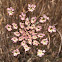 Comino silvestre, Cumin