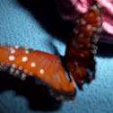 Queen butterfly