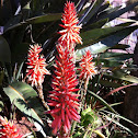 Aloe Tammy