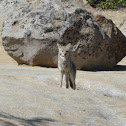 Coyote