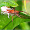 Striped Lynx Spider (Female)