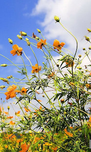 How to mod Spring Live Wallpaper 1.0 unlimited apk for android