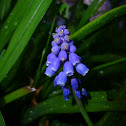 Grape Hyacinth