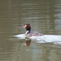 Great Crested Grebe