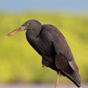 Eastern Reef Egret