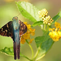 Long-tailed Skipper