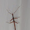 Walking Stick