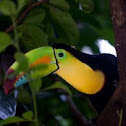 Keel-billed Toucan
