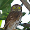 Ferruginous Pygmy-Owl