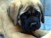 Cachorro Mastin Ingles