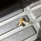 Hairy bee