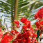Bougainvillea