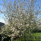 Apple tree