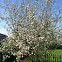 Apple tree