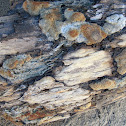 petrified wood