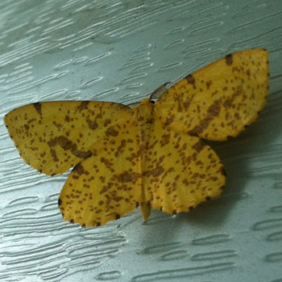 Spotting Image 1