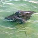Spotted Eagle Ray