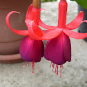 Fuchsia