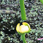 Yellow Water Lily